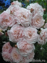 Tickled Pink Tickled Pink