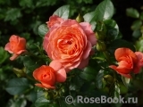 Pink Abundance Pink Abundance