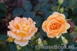 Bernstein-Rose Bernstein-Rose
