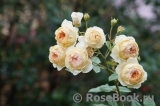 Crown Princess Margareta® Crown Princess Margareta®