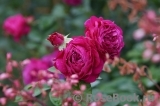 Heidi Klum Rose Heidi Klum Rose
