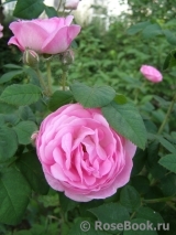 Belle Amour Belle Amour