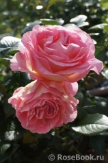 Pink Paradise Pink Paradise