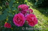 Reine Sammut ® Reine Sammut ®