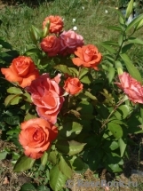 Lady Rose 