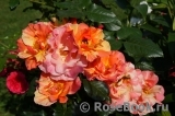 Sorbet Fruite Sorbet Fruite