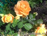 Bernstein-Rose Bernstein-Rose