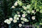 Lovely Green ® Lovely Green ®