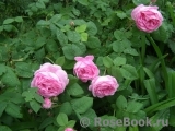 Belle Amour Belle Amour