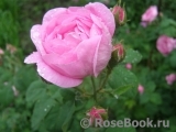 Belle Amour Belle Amour