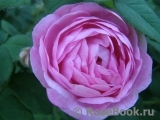 Belle Amour Belle Amour