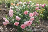 Strawberry Hill Strawberry Hill