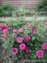Heidi Klum Rose Heidi Klum Rose
