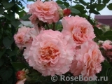 Augusta Luise Augusta Luise