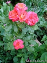 Midsummer Midsummer