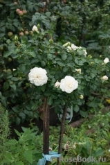 White Meidiland White Meidiland