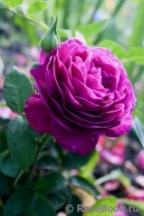 Heidi Klum Rose Heidi Klum Rose