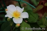 Rosalita Rosalita