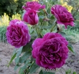 Scent of Woman ® Scent of Woman ®