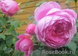 Alan Titchmarsh