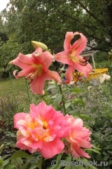 Rose des Cisterciens Rose des Cisterciens
