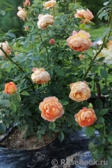 Lady of Shalott Lady of Shalott