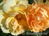 Bernstein-Rose Bernstein-Rose