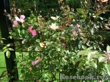 Mutabilis