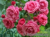 Violette Parfumee Gpt ® Violette Parfumee Gpt ®