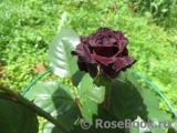 Black Baccara Black Baccara