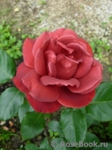 Terracotta ® Terracotta ®