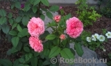 Comtesse de Provence®