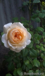 Crocus Rose® Crocus Rose®