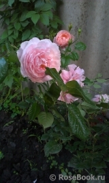 Strawberry Hill Strawberry Hill