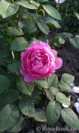 Mary Rose Mary Rose