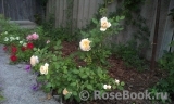 Crocus Rose® Crocus Rose®