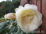 Uetersener Klosterrose Uetersener Klosterrose