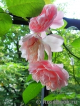 Strawberry Hill Strawberry Hill