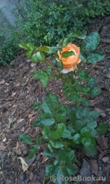 Sangerhauser Jubilaumsrose Sangerhauser Jubilaumsrose