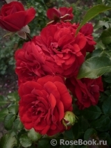 Amadeus