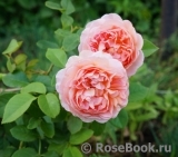 Abraham Darby Abraham Darby