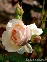 Ginger Syllabub Ginger Syllabub