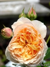 Ginger Syllabub Ginger Syllabub