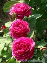 Heidi Klum Rose Heidi Klum Rose