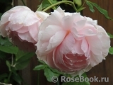 The Wedgwood Rose The Wedgwood Rose