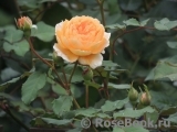 Crown Princess Margareta® Crown Princess Margareta®