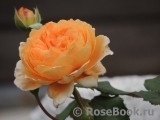 Crown Princess Margareta® Crown Princess Margareta®