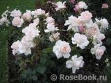 Chandos Beauty Chandos Beauty