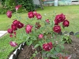 Burgundy Ice Burgundy Ice