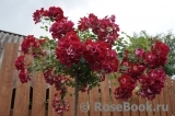 Rouge Meillandecor Rouge Meillandecor